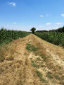 Waldspaziergang auf den Anhöhen von Neuville Promenade en forêt sur les hauteurs de Neuville