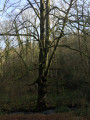 La forêt de Grimbosq au départ de Mutrécy La forêt de Grimbosq au départ de Mutrécy