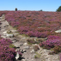 Rund um das Plateau du Caroux Autour du plateau du Caroux