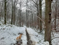 Dans le Bois du Grand Fréchy à Biesme Dans le Bois du Grand Fréchy à Biesme