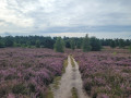 Behringer Heide Behringer Heide