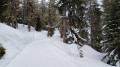 Spaziergang im Wald von Bettmeralp Promenade en forêt de Bettmeralp
