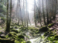 La source de la Saine La source de la Saine