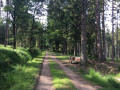 Rundwanderung im Wald ab Herbiester Boucle en forêt au départ d'Herbiester