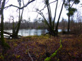 Der Auenwald von Freistett Forêt alluviale de Freistett