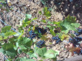 Route des Grands Crus (RDGC)