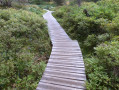 Sentier de découverte de la tourbière des Saisies Sentier de découverte flore et milieux naturels de la tourbière des Saisies