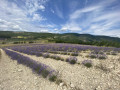 Zwischen Lavendel und dem Bois du Défends Entre lavandes et le Bois du Défends