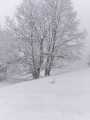 En raquettes sur les hauteurs de Samoëns En raquettes sur les hauteurs de Samoëns