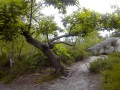 Der Wald von Grands Avaux La Forêt des Grands Avaux
