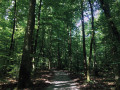 Parcours pour personnes à mobilité réduite, en Forêt de Haguenau Parcours pour personnes à mobilité réduite, en Forêt de Haguenau