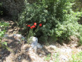 Die Tour durch den Wald von Valabre Le tour de la Forêt de Valabre