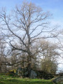 Auf dem Weg der Druiden (chemin des druides) Sur le chemin des druides
