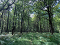 En forêt de Saint-Évroult En forêt de Saint-Évroult