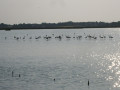 In den Salinen von Villeneuve-lès-Maguelone Aux salins de Villeneuve-lès-Maguelone