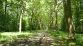 Rundwanderung in den Wäldern von Ferrières und Armanvilliers Boucle en Forêts de Ferrières et d'Armanvilliers