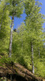 Boucle forestière au-dessus d'Auxelles Haut Boucle forestière au-dessus d'Auxelles Haut