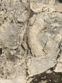 Fossile Fossile