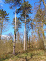Boucle en forêt de la Hardt du Sud Boucle en forêt de la Hardt du Sud