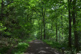 Hamsterley Forest - Blauer Pfad Hamsterley Forest - Blue trail