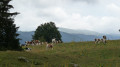 Balade familiale autour de Lajoux dans le Jura Balade familiale autour de Lajoux dans le Jura