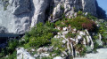 Jardin alpin Jardin alpin