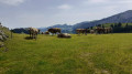 Kronberg Kronberg