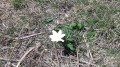 La petite fleur La petite fleur