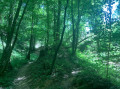 Rund um den Bois d'Arnaud Autour du Bois d'Arnaud