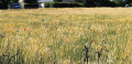 Maintenon - Boucle de l'Eure Maintenon - Boucle de l'Eure