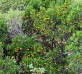 Calanques – Der Spaziergang der Erdbeerbäume (Arbutus unedo) Calanques - La Balade des arbousiers (Arbutus unedo)
