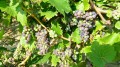Les raisins début Aout 2016 Les raisins début Aout 2016