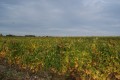 Le sentier des cinq paysages à Sainte-Marie-de-Ré Le sentier des cinq paysages à Sainte-Marie-de-Ré
