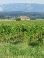 Von Challex nach Dardagny: die französisch-schweizerische Grenze durch die Weinberge De Challex à Dardagny : la Franco Suisse à travers les vignes