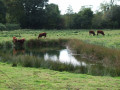 Rivière et bocage autour de le Vast Rivière et bocage autour de le Vast