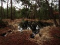 Spaziergang im nördlichen Teil des Waldes von Fontainebleau Balade dans le Nord de la Forêt de Fontainebleau