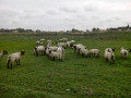 Moutons Moutons