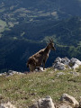 Le Grand Veymont von Gresse-en-Vercors aus Le Grand Veymont au départ de Gresse-en-Vercors
