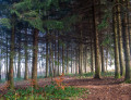 La Croix des Bornes La Croix des Bornes