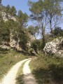 Der Zedernwald von Mérindol La Forêt des Cèdres depuis Mérindol