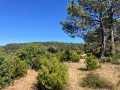 Steile Bergrücken im Wald von Soulanes de Nore südlich der Montagne Noire Crêtes abruptes en Forêt de Soulanes de Nore au Sud de la Montagne Noire