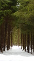 Boucle en forêt de Billin Boucle en forêt de Billin