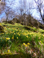 Felsen von Bieley Rocher du Bieley