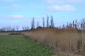 Heiden und Wiesen in Montagny Landes et prairies à Montagny