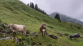 Schwägalp - Stein (SG) über den Alpenpanorama-Weg La Schwägalp - Stein (SG) par l'Alpenpanorama Weg