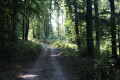 Chemin forestier Chemin forestier