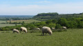 Blick auf die North Chilterns A view of the North Chilterns