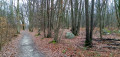 Der Wald von Bréviande und die Teiche von Cesson-la-Forêt La Forêt de Bréviande et les étangs de Cesson-la-Forêt