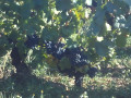 Gevrey Chambertin nach Chenove (Dijon) – Route des Grands Crus Gevrey Chambertin to Chenove (Dijon) - Route des Grands Crus