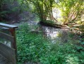 Spaziergang im alten Rheinbett 4: rund um den kleinen Rhein Promenade dans l'ancien lit du Rhin : autour du Petit Rhin